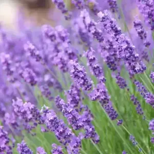 Lavandula angustifolia